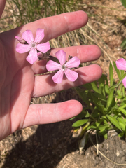 Silene caroliniana