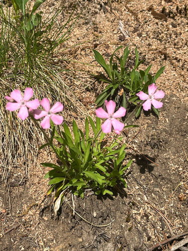 Silene caroliniana, photograph 2