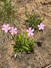 Silene caroliniana, photograph author not stated, no rights reserved