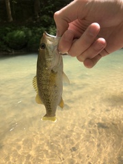 Micropterus warriorensis