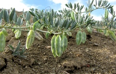 Zygophyllum pterocarpum