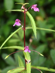 Impatiens oppositifolia