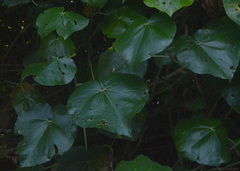 Hibiscus tiliaceus pernambucensis