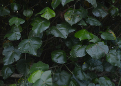 Hibiscus tiliaceus pernambucensis