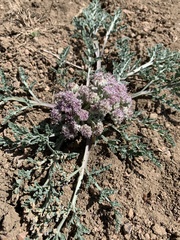 Vesper montanus