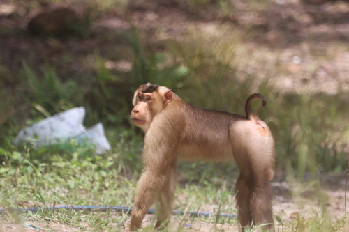 Southern Pig-tailed Macaque