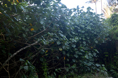 Hibiscus tiliaceus pernambucensis