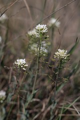 Noccaea macrantha