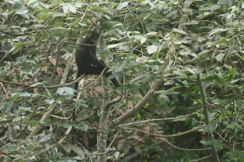 Banded Surili