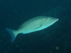 Lethrinus microdon