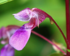 Impatiens oppositifolia
