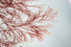 Vertebrata fucoides