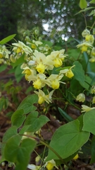 Epimedium × versicolor