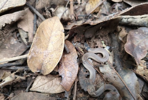 Black-headed Snake