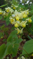 Epimedium × versicolor