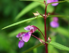 Impatiens oppositifolia