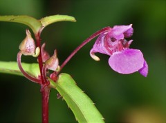Impatiens oppositifolia