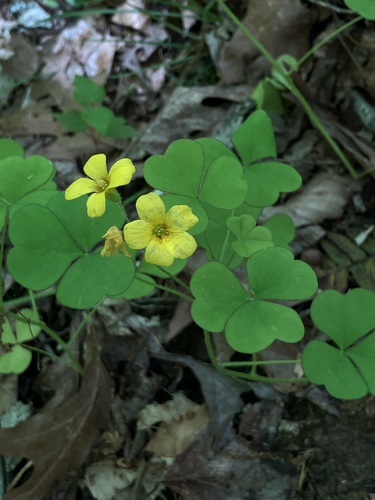 Oxalis grandis, photograph 4