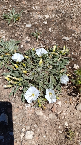 Narrow-leaved Bindweed