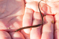 Nerophis lumbriciformis