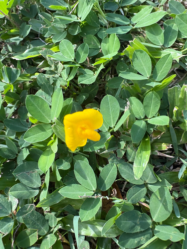 Arachis repens, photograph 1