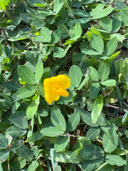 Arachis repens