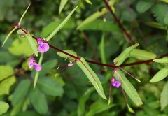 Impatiens oppositifolia