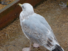 Larus argentatus