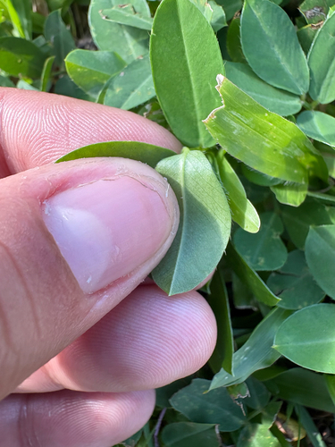 Arachis repens, photograph 3