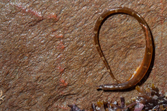 Nerophis lumbriciformis