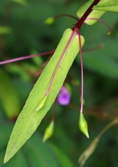 Impatiens oppositifolia