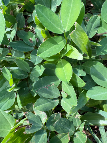 Arachis repens, photograph 2