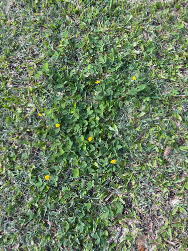 Arachis repens, photograph 4