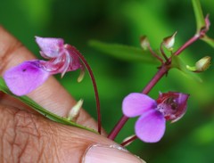 Impatiens oppositifolia