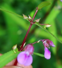 Impatiens oppositifolia