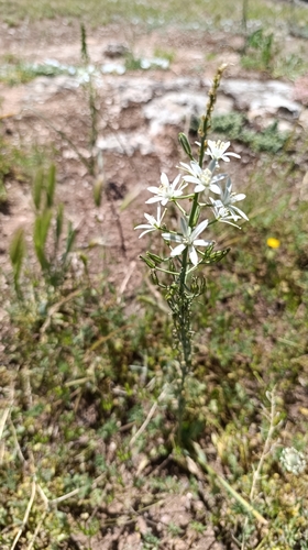 Narbonne Star-of-Bethlehem