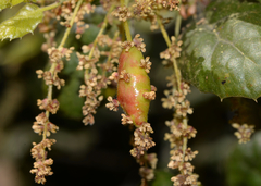 Callirhytis congregata