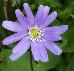 Anemonoides apennina