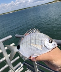 Diplodus holbrookii