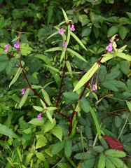 Impatiens oppositifolia