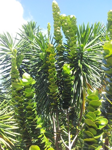 Diospyros revaughanii