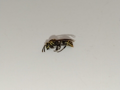 Protonectarina sylveirae