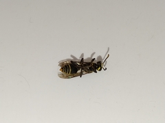 Protonectarina sylveirae