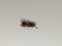 Protonectarina sylveirae
