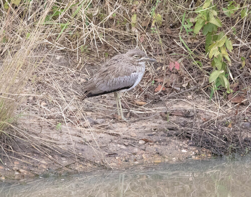 iNaturalist image