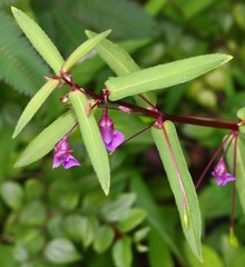 Impatiens oppositifolia