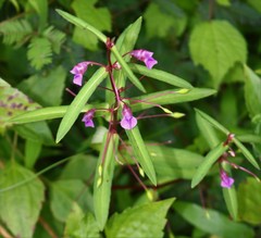 Impatiens oppositifolia