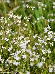 Arabidopsis halleri