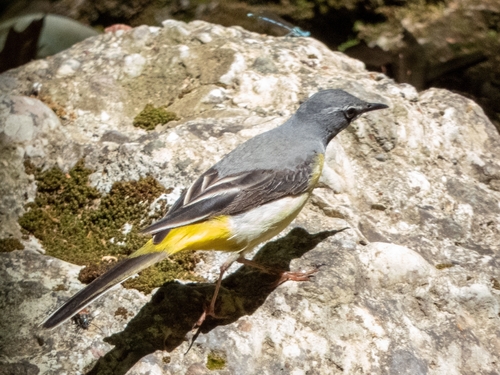 Grey Wagtail
