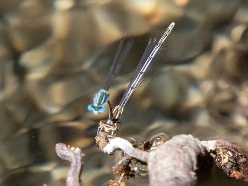 Blue Featherleg